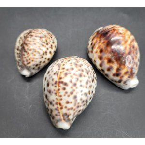 Vintage Tiger Cowres Sea Snail Shells Seashell Set of 3 Cypraea Tigris PR206